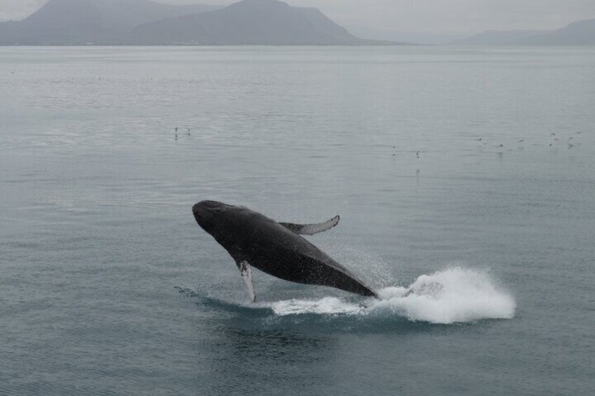 Whale Watching Tour from Reykjavik