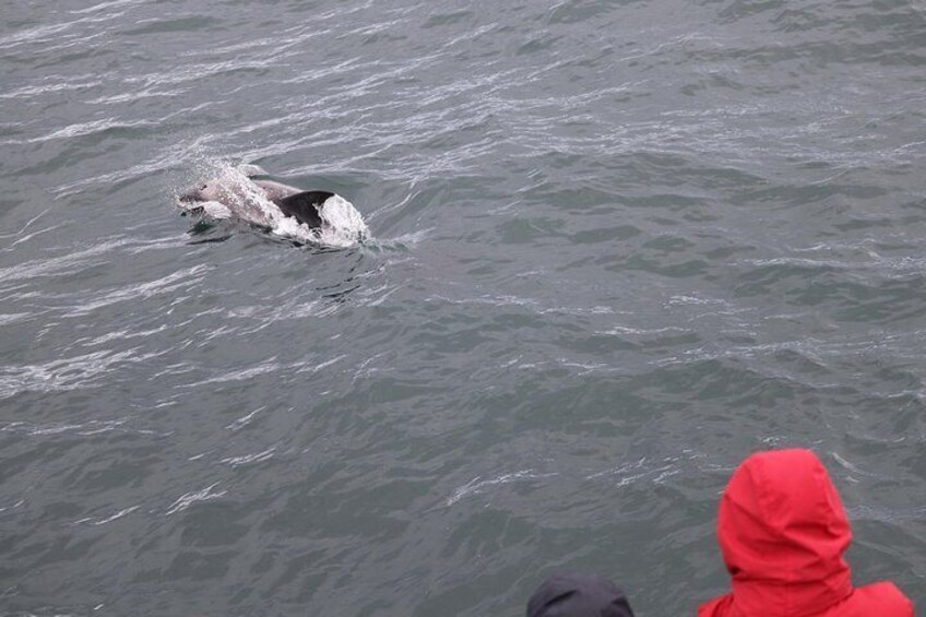 Whale Watching Tour from Reykjavik