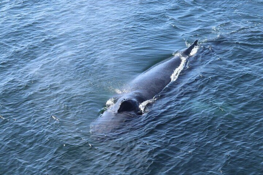 Whale Watching Tour from Reykjavik