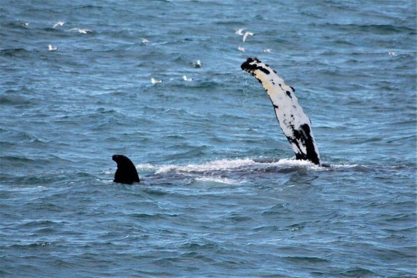 Whale Watching Tour from Reykjavik