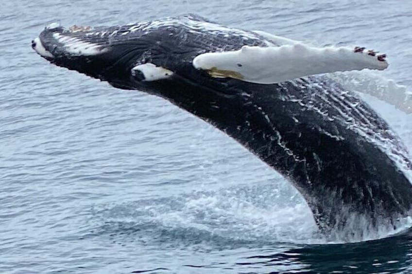 Whale Watching Tour from Reykjavik