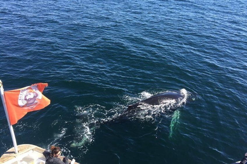 Whale Watching Tour from Reykjavik