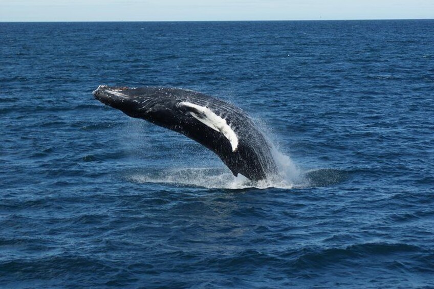 Whale Watching Tour from Reykjavik