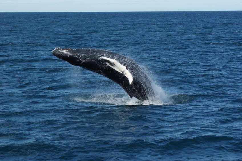 Whale Watching Tour from Reykjavik