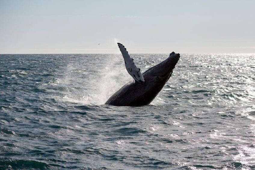 Go whale watching in Iceland