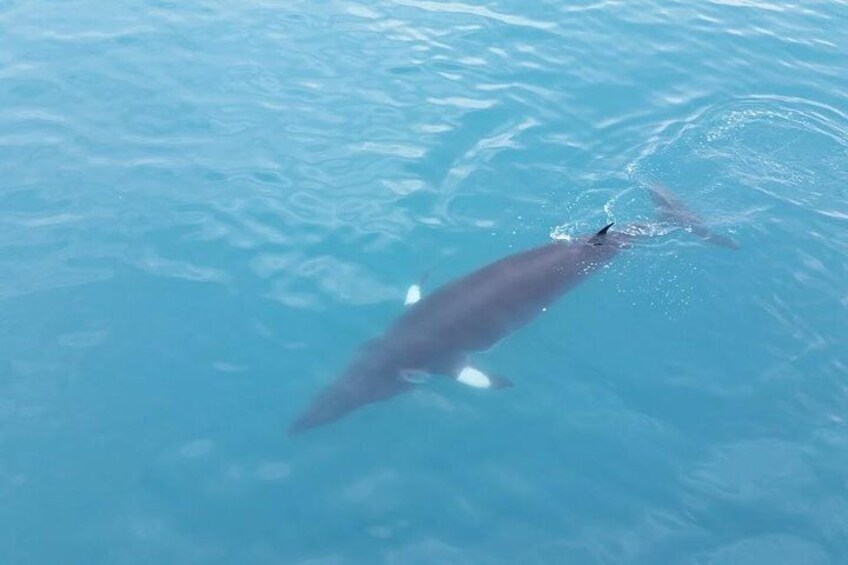 Whale Watching Tour from Reykjavik