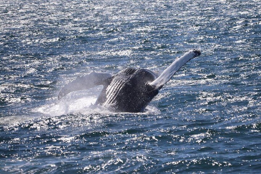 Whale Watching Tour from Reykjavik