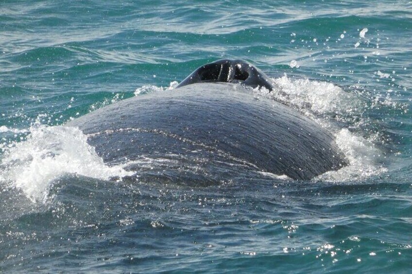 Whale Watching Tour from Reykjavik