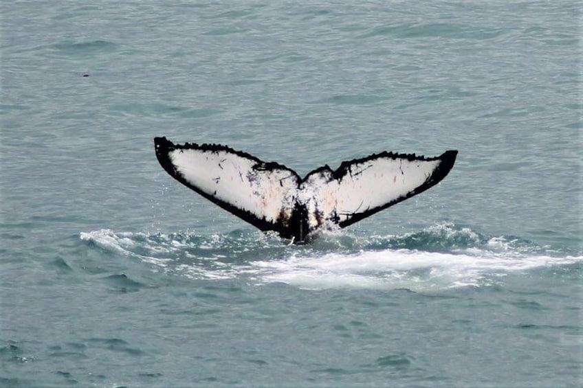 Whale Watching Tour from Reykjavik