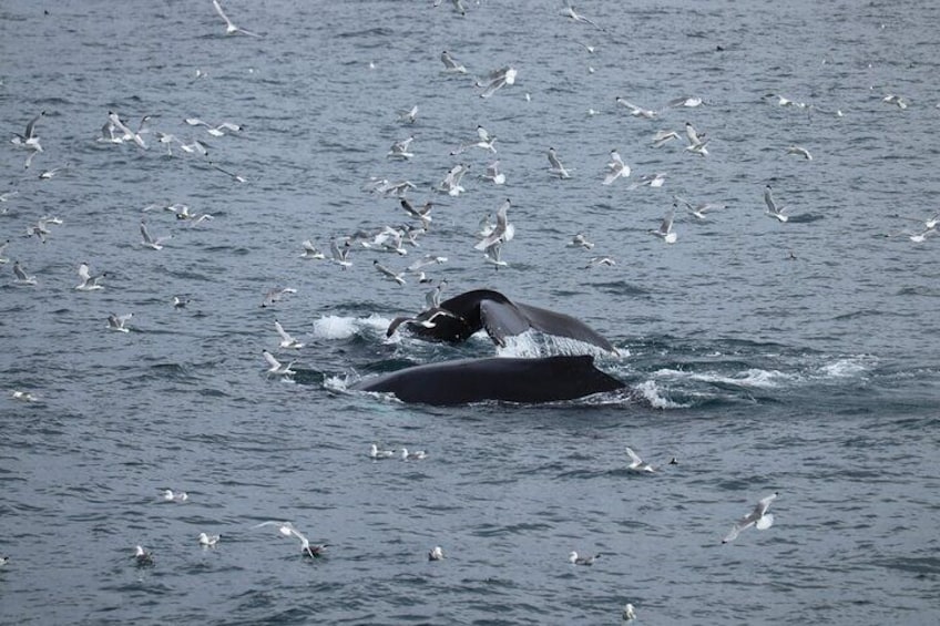 Whale Watching Tour from Reykjavik