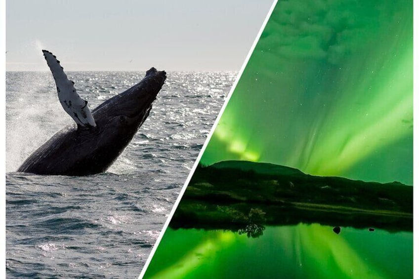 Whale Watching and Northern Lights Half-Day Combo Tour