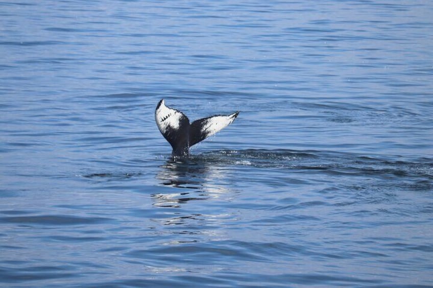 Half-Day Whale Watching and Northern Lights Combo Tour