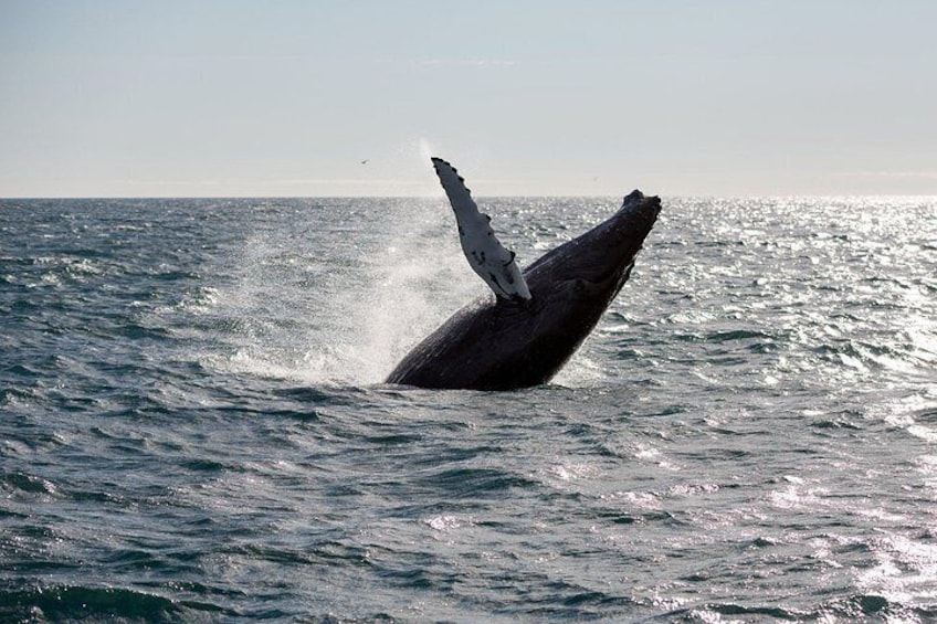 Go whale watching in Iceland