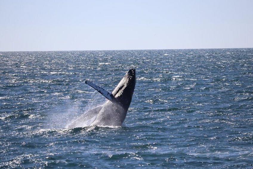 Half-Day Whale Watching and Northern Lights Combo Tour