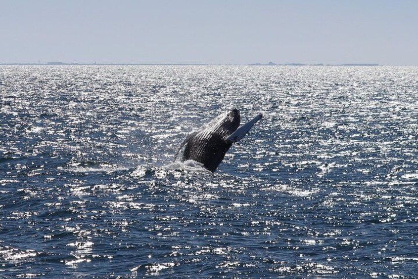 Half-Day Whale Watching and Northern Lights Combo Tour