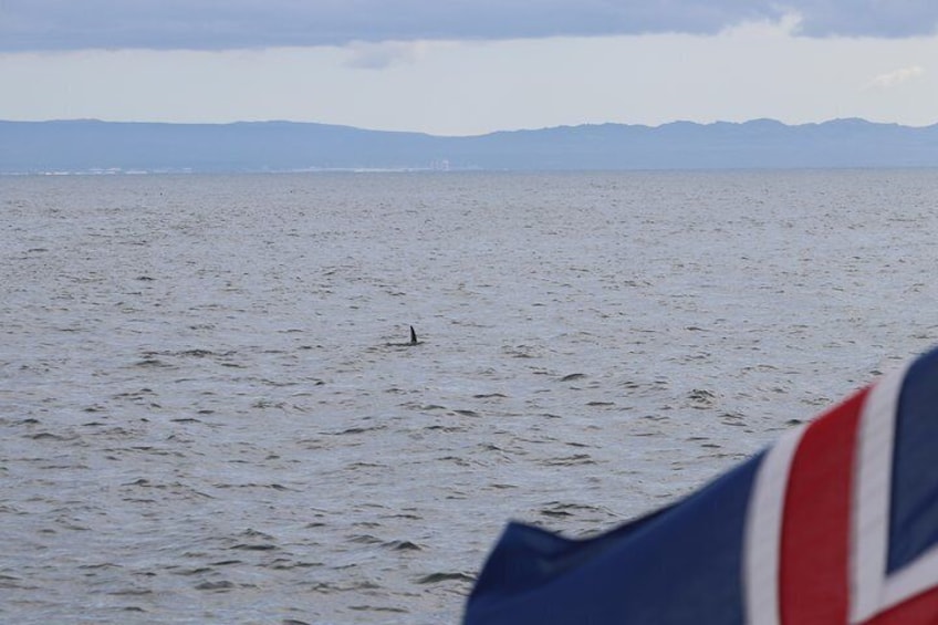 Half-Day Whale Watching and Northern Lights Combo Tour