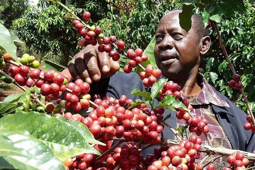 Kilimanjaro Organic Coffee Tasting Experience