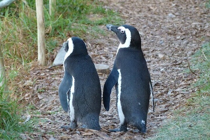 Meet the Penguins, Cape Town