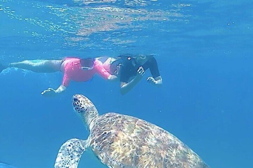 Eye to eye with sea turtles