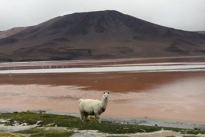 2-Days Uyuni Salt Flats including Laguna Colorada