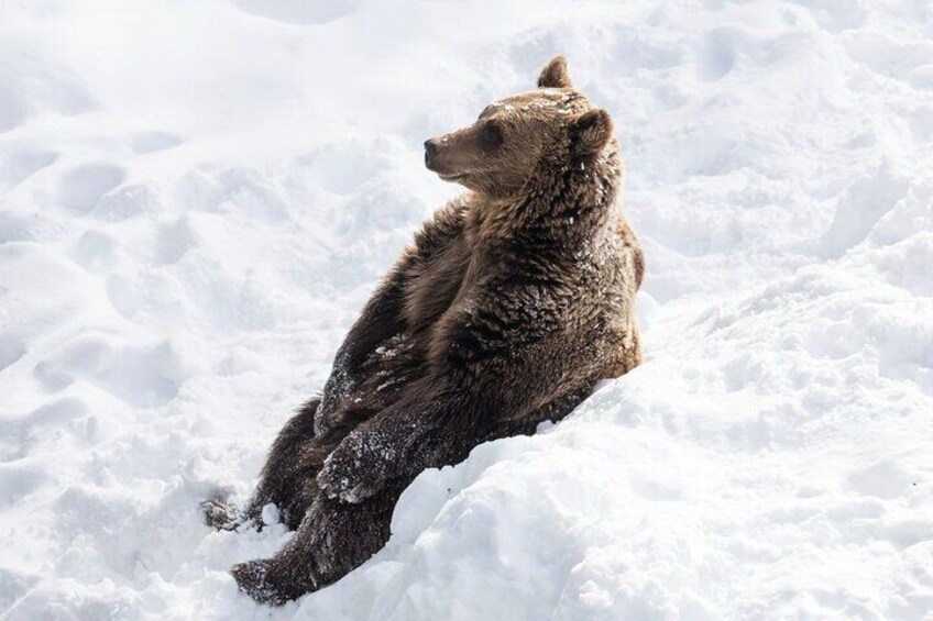 Ranua Zoo Family Tour from Rovaniemi