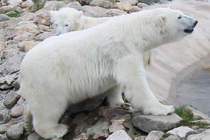 Ranua Zoo Family Tour from Rovaniemi