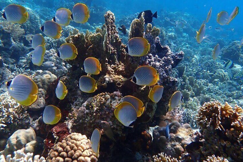 Bloo Lagoon Snorkeling East Bali Includes Transportation & Lunch