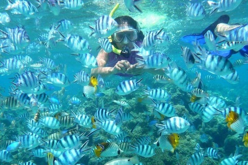 Thousands of fish in the Bloo lagoon