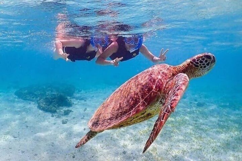 Lucky to meet this beautiful turtle early morning
