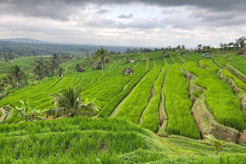 Rice terraces at jatiluwih 