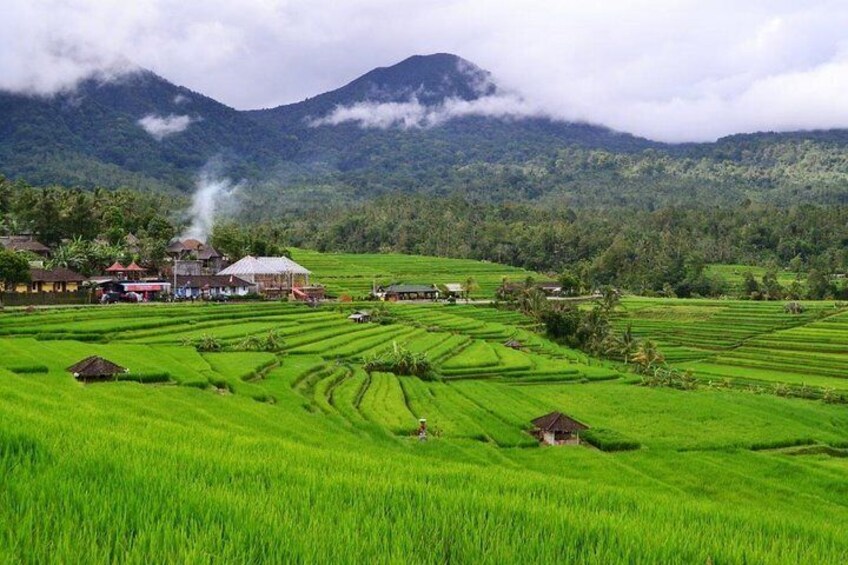 Jatiluwih Rice Terrace 