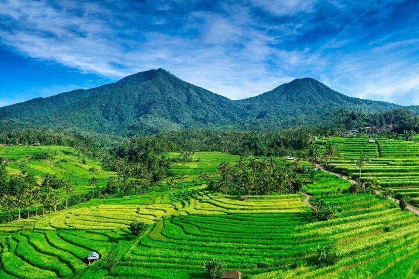 Jatiluwih Rice Terrace