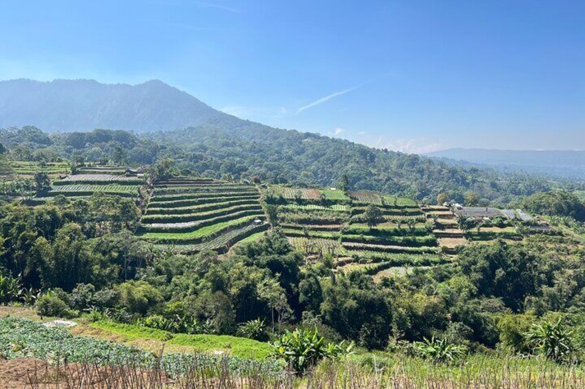 Terraces