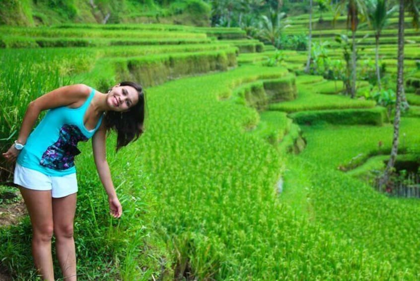 Jati luwih rice terraces
