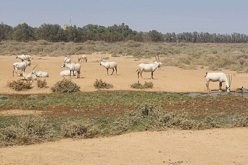 Private Tour Desert Castles Eastern Jordan with Shaumari Wildlife &Azraq Wetland