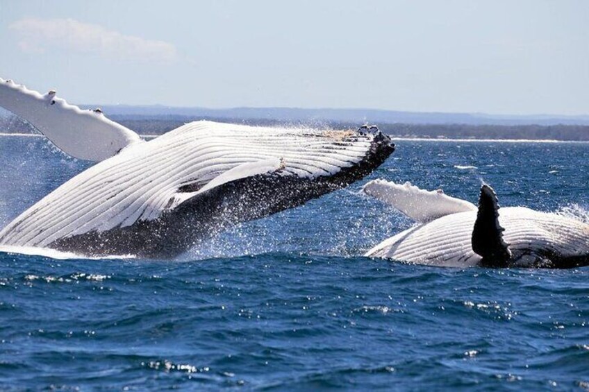 Whale Watching Jervis Bay