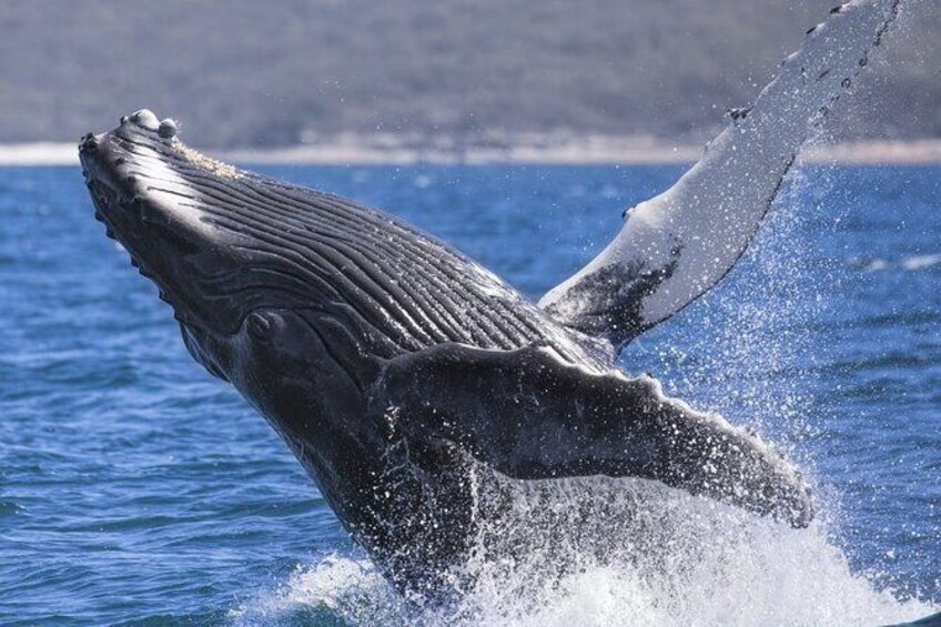 Whale Watching Jervis Bay