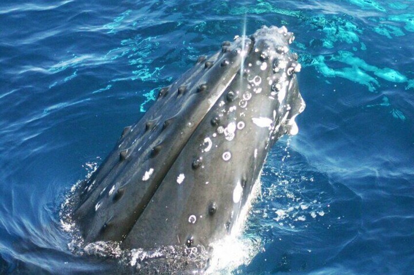 Whale Watching Jervis Bay