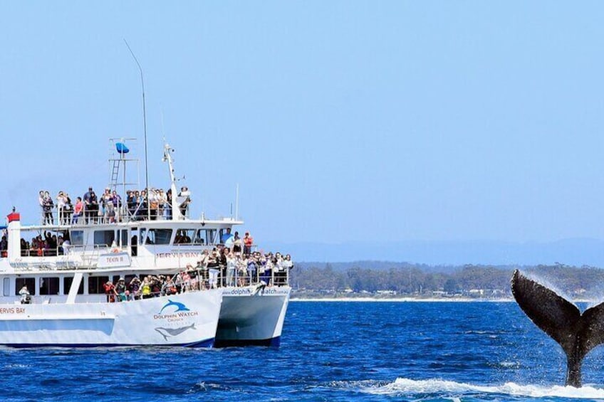 Whale Watching Jervis Bay