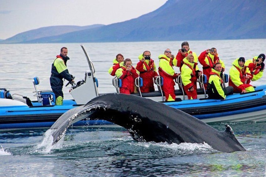 Original Big Whale Safari & Puffins from Húsavík