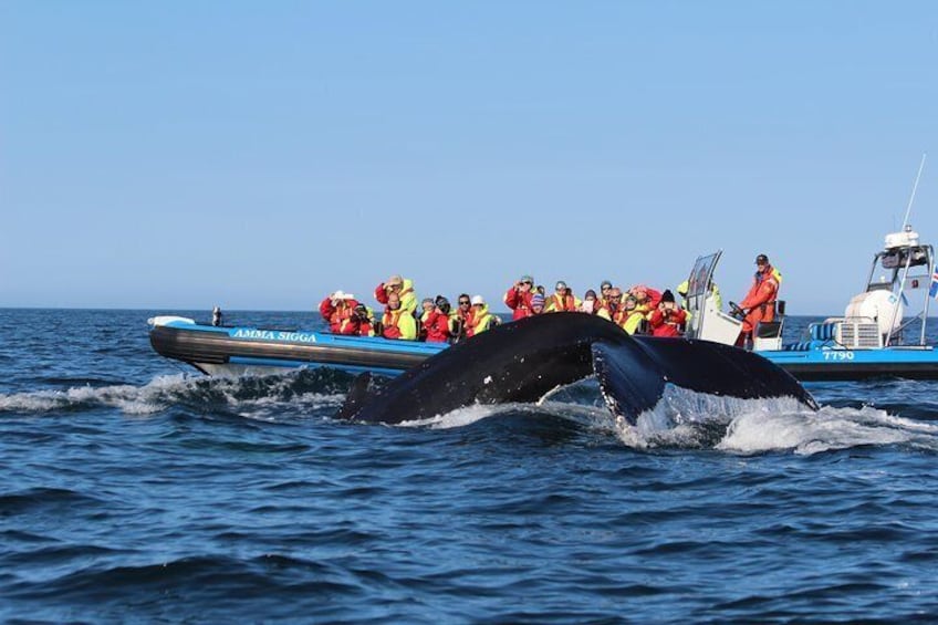 Original Big Whale Safari & Puffins from Húsavík