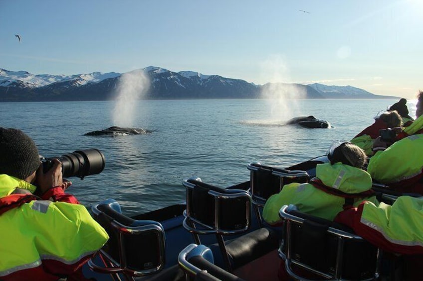 Original Big Whale Safari & Puffins from Húsavík