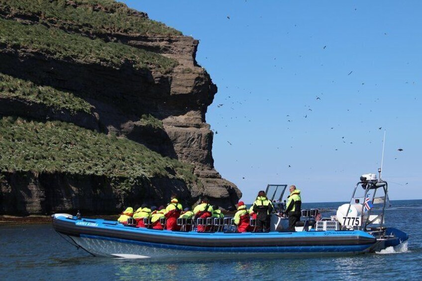 Original Big Whale Safari & Puffins from Húsavík