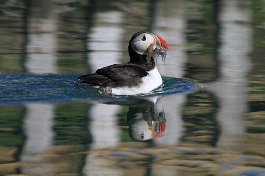 Original Big Whale Safari & Puffins from Húsavík