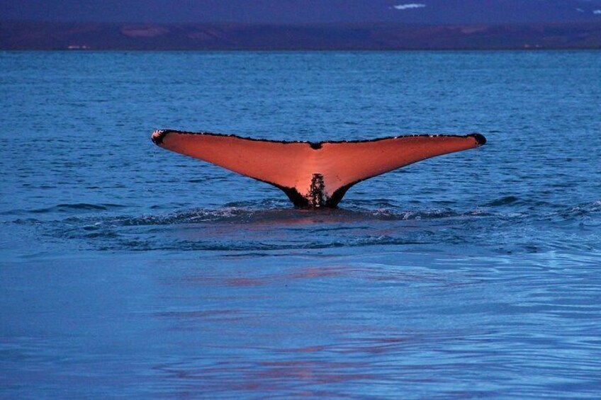 Húsavík Whale Watching