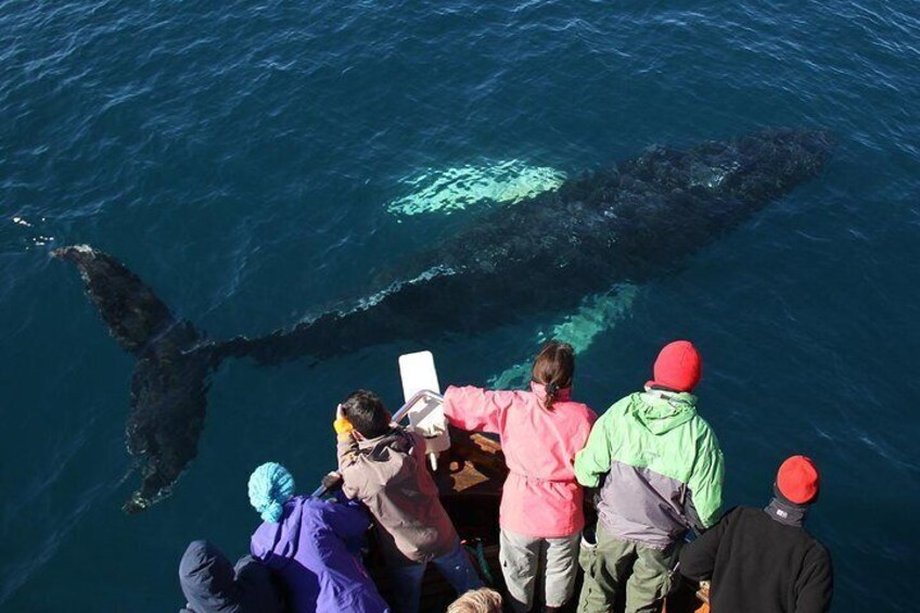 Húsavík Whale Watching