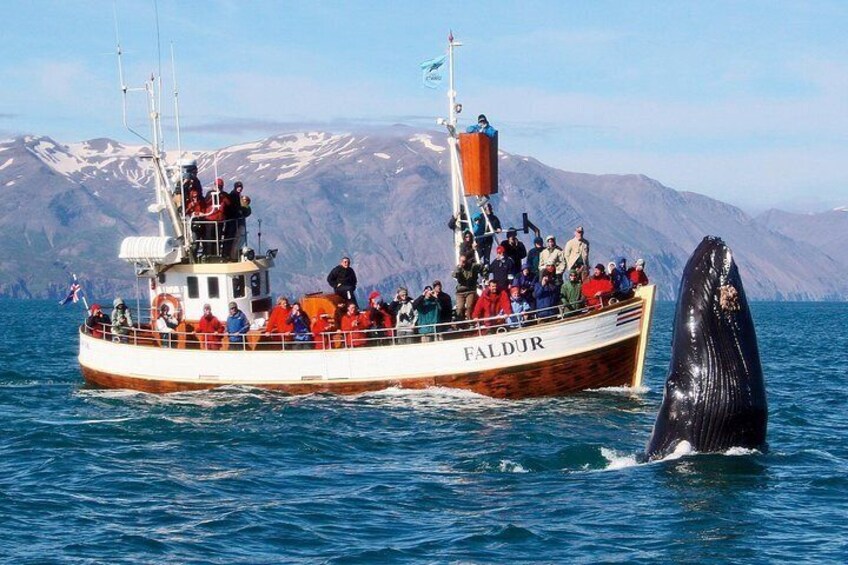 Húsavík Whale Watching