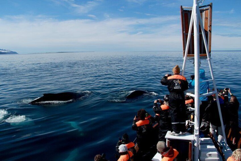 Húsavík Whale Watching