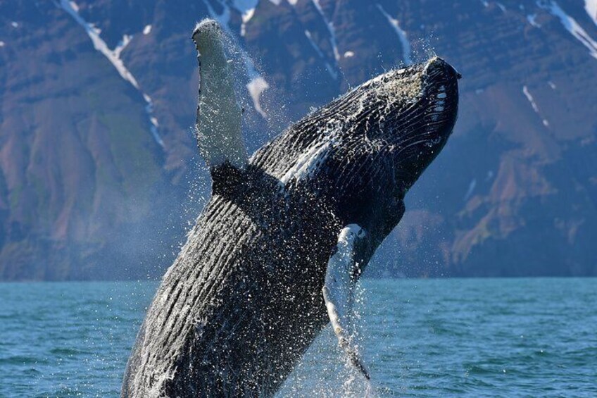 Húsavík Whale Watching