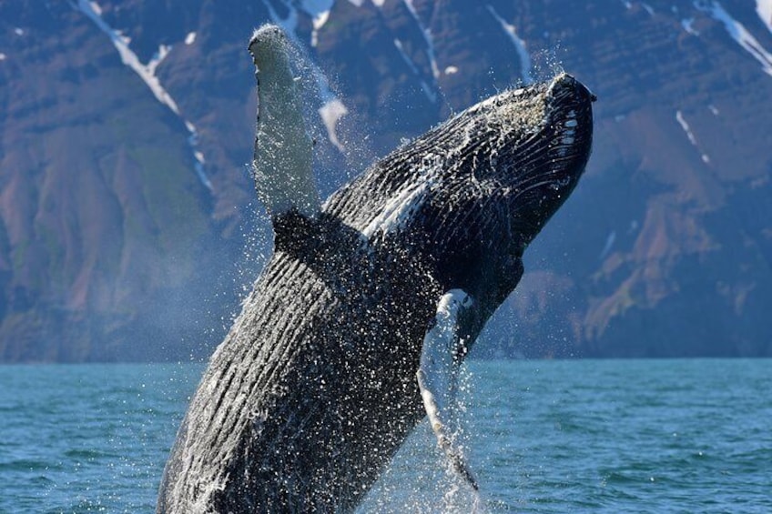 Húsavík Whale Watching